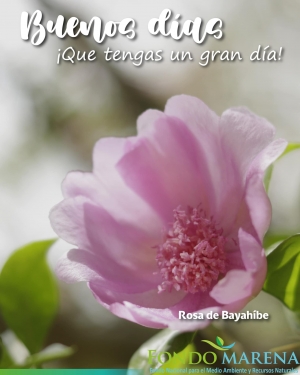 Que tengas un gran día. Fondo MARENA