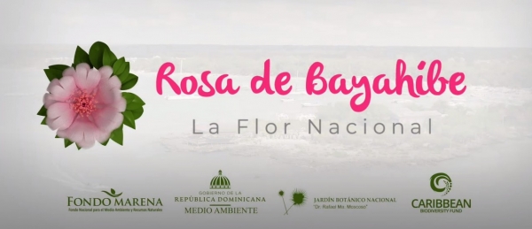 Rosa de Bayahíbe, La Flor Nacional de la República Dominicana (VER VIDEO)