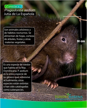 Conoces la Jutía de la Española ?