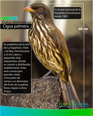 La Cigua Palmera (Dulus dominicus) el Ave Nacional de la Rep. Dom.