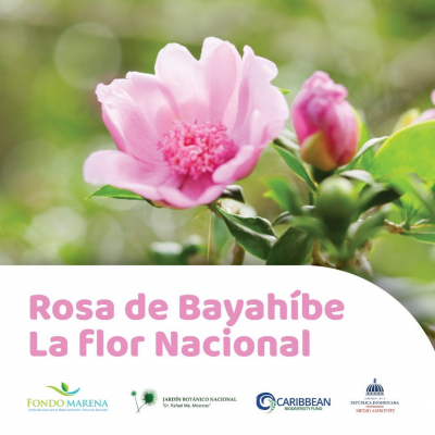 Fondo Nacional para el Medio Ambiente y Recursos Naturales (Fondo MARENA) -  Conoces la flor nacional de República Dominicana?