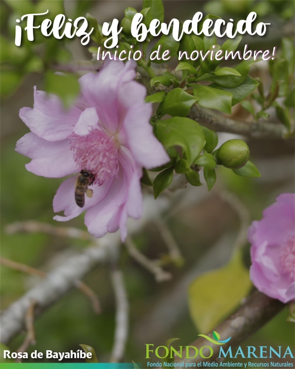 Bienvenida al mes de noviembre