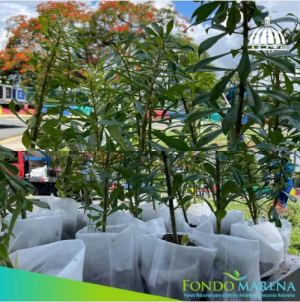 Todas nuestras siembras las hacemos con bolsas biodegradables.